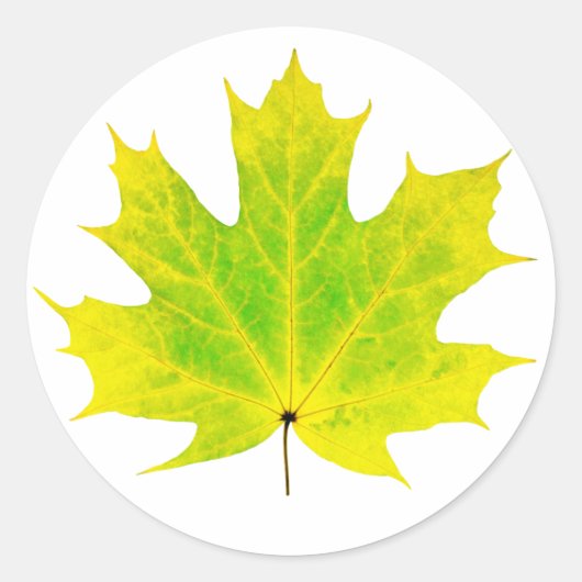 Gelbgrünes Ahornblatt Runder Aufkleber (Vorderseite)