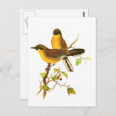 Gelbhaltiger Laughingdrossel Postkarte (Vorne/Hinten)