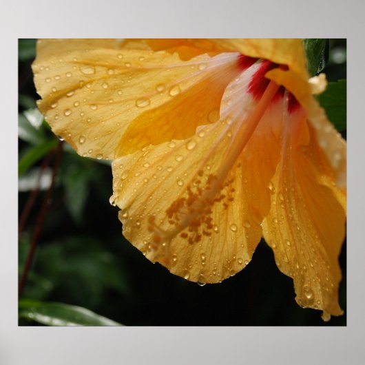 GelbHibiscus70 Poster (Vorne)
