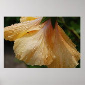 GelbHibiscus75 Poster (Vorne)