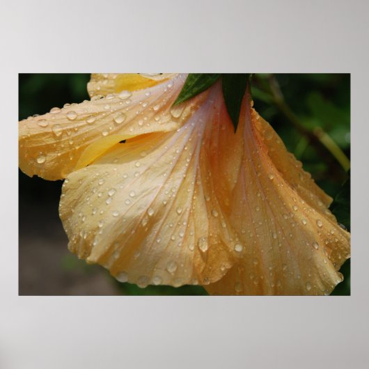 GelbHibiscus75 Poster (Vorne)