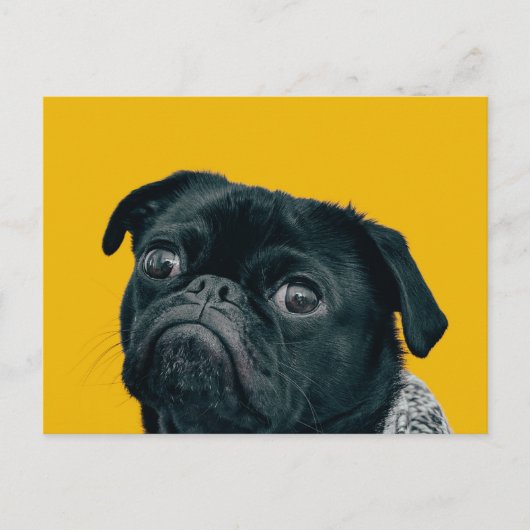 Gelbhund Postkarte (Vorderseite)