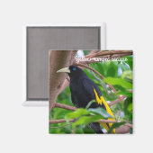 Gelbkauz Magnet (Vorderseite/Rückseite)