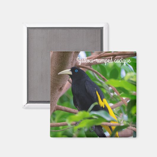 Gelbkauz Magnet (Vorderseite/Rückseite)