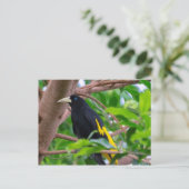 Gelbkauz Postkarte (Stehend Vorderseite)