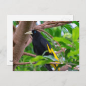 Gelbkauz Postkarte (Vorne/Hinten)