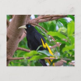 Gelbkauz Postkarte