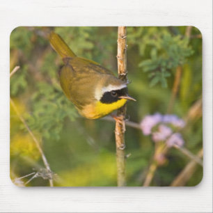 Gelbkehl-Gelbmaskensänger (Geothlypis trichas) Män Mousepad