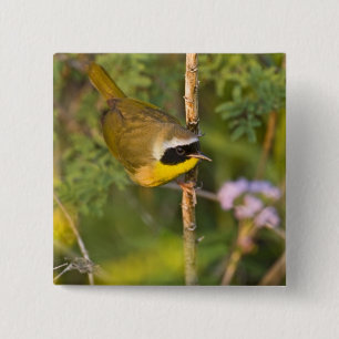 Gelbkehl-Gelbsänger (Geothlypis trichas) Männchen, Button