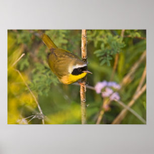 Gelbkehl-Gelbsänger (Geothlypis trichas) Männchen, Poster