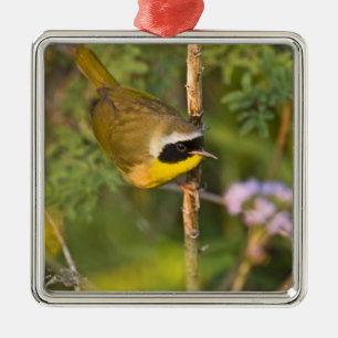 Gelbkehl-Waldsänger (Geothlypis trichas) Männchen, Silbernes Ornament