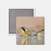 Gelbkehle Magnet (Vorderseite/Rückseite)