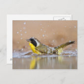 Gelbkehle Postkarte (Vorne/Hinten)