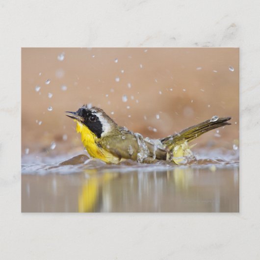 Gelbkehle Postkarte (Vorderseite)