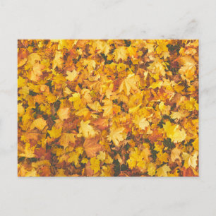 Gelbklemme Postkarte