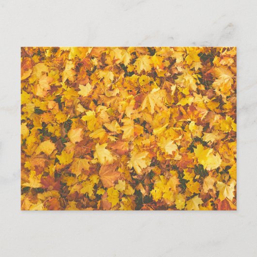 Gelbklemme Postkarte (Vorderseite)