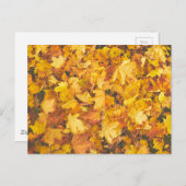 Gelbklemme Postkarte (Vorne/Hinten)