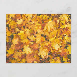 Gelbklemme Postkarte