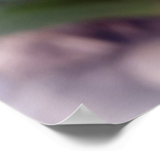 Gelbknospe Poster (Ecke)