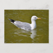 Gelbkörbe Postkarte (Vorderseite)