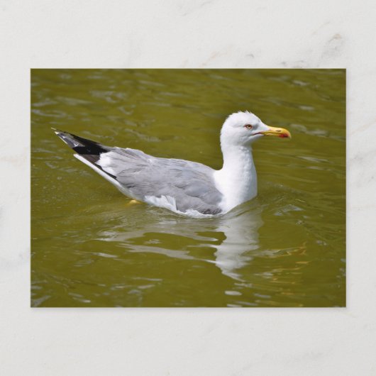 Gelbkörbe Postkarte (Vorderseite)