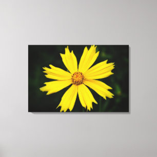 Gelbkosmos-Blume Nah-up 2 Leinwanddruck