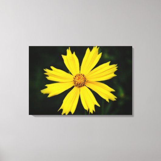 Gelbkosmos-Blume Nah-up 2 Leinwanddruck (Vorderseite)