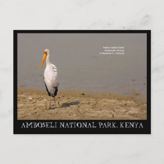 Gelbkraut-Storch, Amboseli-Nationalpark, Kenia Postkarte