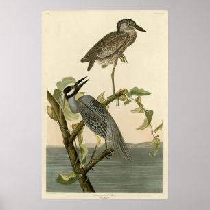 Gelbkronenheron von Audubon Birds of America Poster
