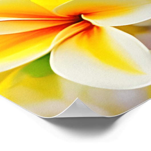 Gelblila-Blume Poster (Ecke)