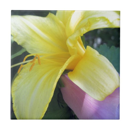 Gelblilie Fliese (Vorderseite)