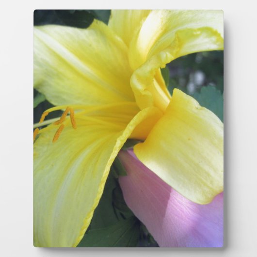 Gelblilie Fotoplatte (Vorderseite)
