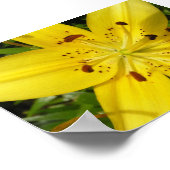 Gelblilie Poster (Ecke)