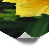 Gelblilie Poster (Ecke)