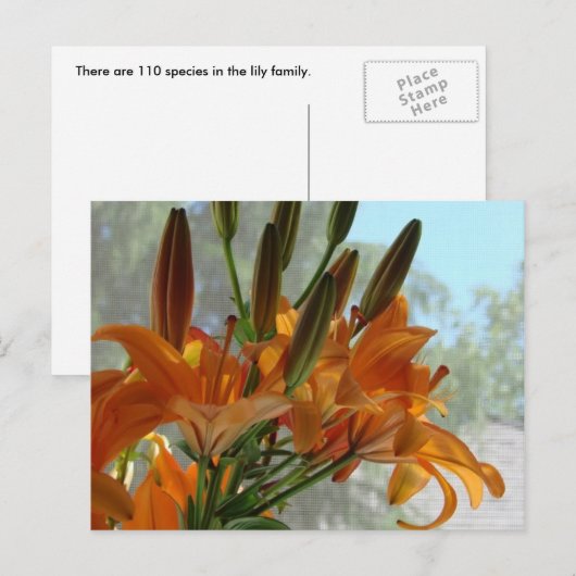 Gelblilie Postkarte (Vorne/Hinten)