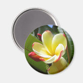 Gelbmagnet Magnet (Vorderseite/Rückseite)