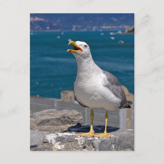 Gelbmöwe Feiertagspostkarte (Vorderseite)