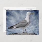 Gelbmöwe Postkarte (Vorne/Hinten)