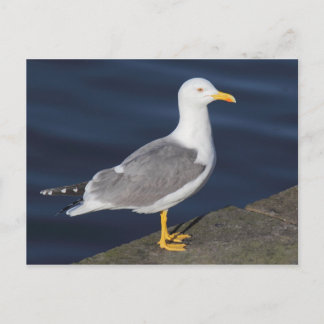 Gelbmöwe Postkarte