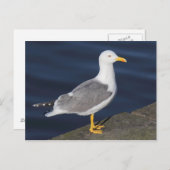Gelbmöwe Postkarte (Vorne/Hinten)