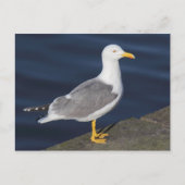 Gelbmöwe Postkarte (Vorderseite)