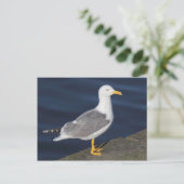 Gelbmöwe Postkarte (Stehend Vorderseite)