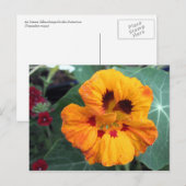 Gelborange Nasturtium Postkarte (Vorne/Hinten)