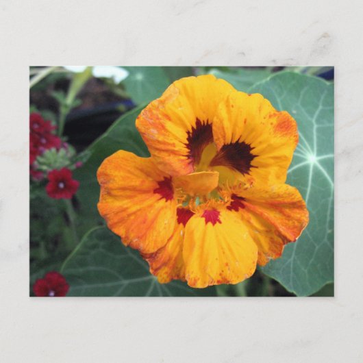 Gelborange Nasturtium Postkarte (Vorderseite)