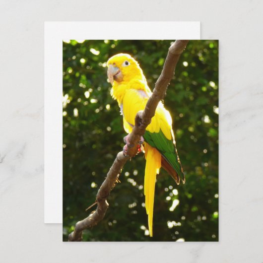 Gelbpapagei (Vorne/Hinten)