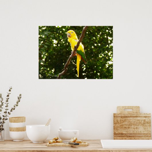 Gelbpapagei Poster (Küche)
