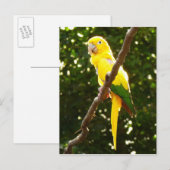 Gelbpapagei Postkarte (Vorne/Hinten)