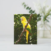 Gelbpapagei Postkarte (Stehend Vorderseite)