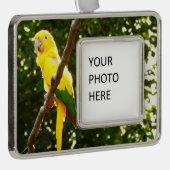 Gelbpapagei Rahmen-Ornament Silber (Rechts)