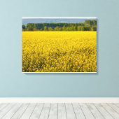 Gelbrapsat-Blume, beleuchtet durch Leinwand (Insitu (Holzboden))